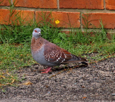 Speckled Pigeon