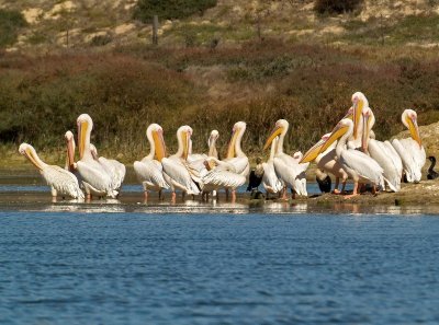 Great White Pelican