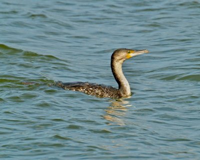 White Breated Cormorant