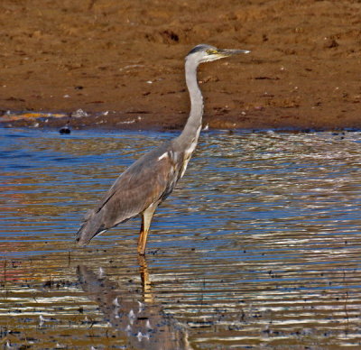 Grey Heron