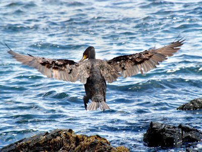 White Breasted Cormorant