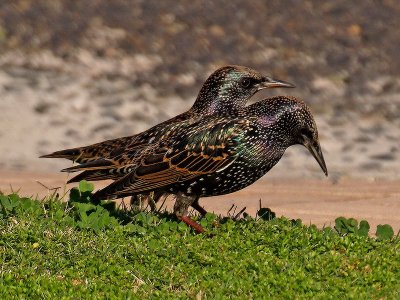 Starlings