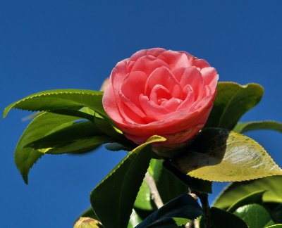 Camellia
