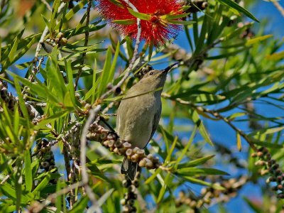 Lesser Double Collared  Sunbird (Female)