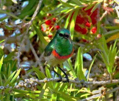 Lesser Double Collared  Sunbird (male)