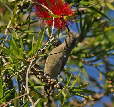 Lesser Double Collared  Sunbird (Female)