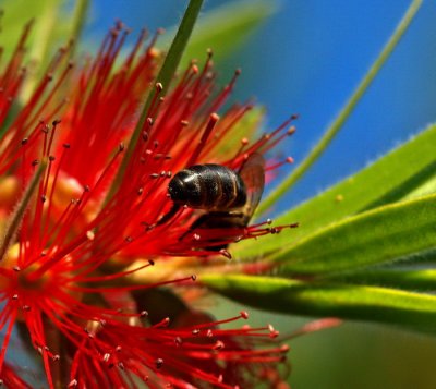 Bottle Brush