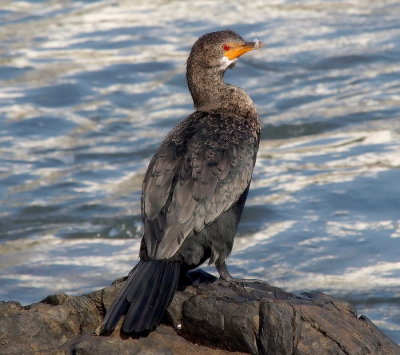 Crowned Cormorant