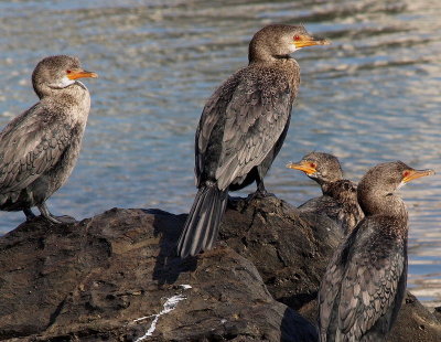 Crowned Cormorant