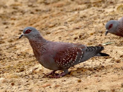 800Specel pigeon 4.jpg
