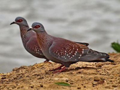 800Specel pigeon1.jpg