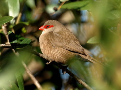 Common Waxbill 2