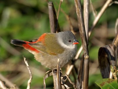 Swee Waxbill 2