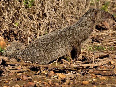 800Mongoose4.jpg