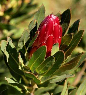 Protea compacta