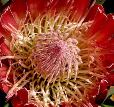 Protea compacta