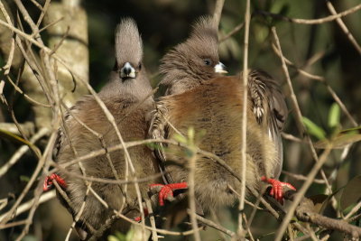 White Backed Mouse Bird 2