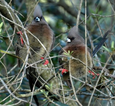 White Backed Mouse Bird 3