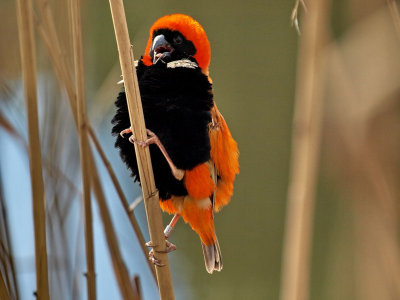 Southern Red Bishop1