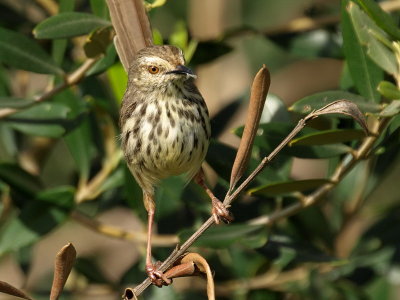 Karoo Prinia