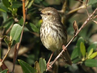 Karoo Prinia