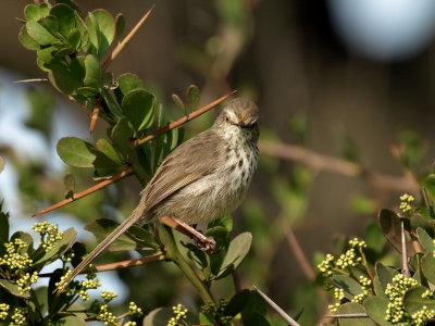 Karoo Prinia