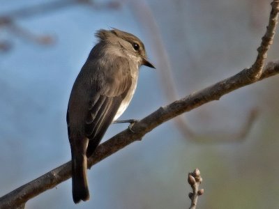 African Dusky Fly Catcher