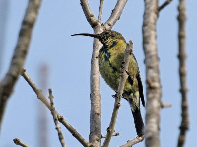 Double Colard Sun Bird