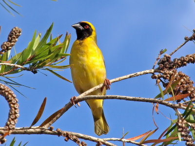 Masked Weaver