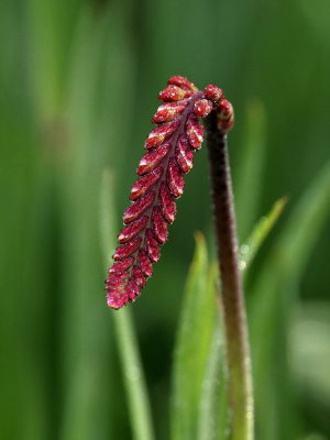 Tecomaria Capensis