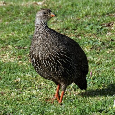 Cape Francolin