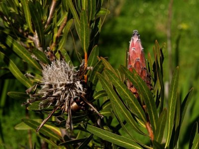 protea00006.jpg