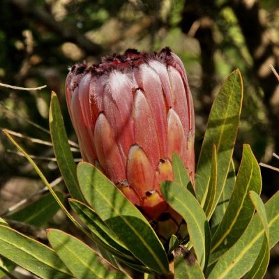 Oleanderleaf Protea