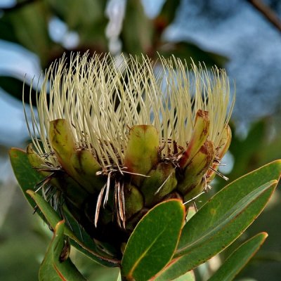 protea00009.jpg