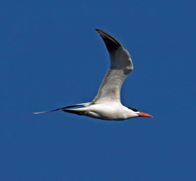 Antartic Tern