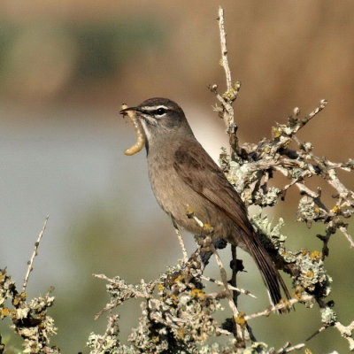 South African Birds