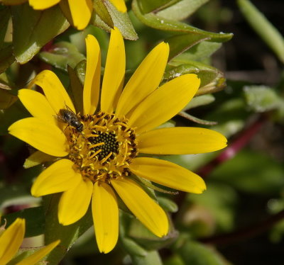 800Yellow daisy with Fly 8.jpg