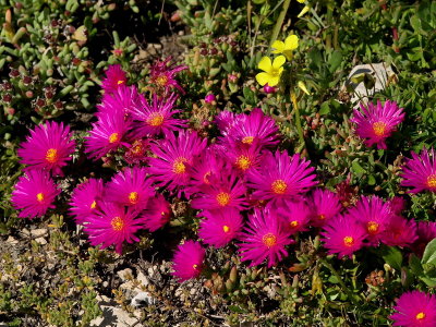 800Purple flower.jpg