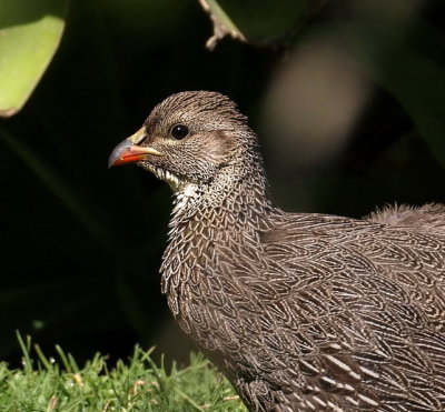 Cape Francolin