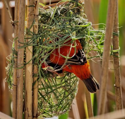 Southern Red Bishop Weaving