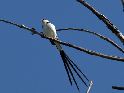 Pin Tailed Whydah