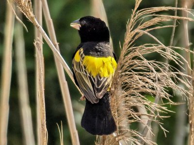 Yellow Rumped Bishop