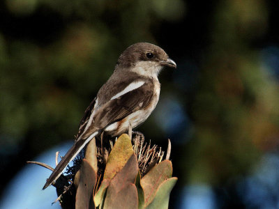 Shrikes