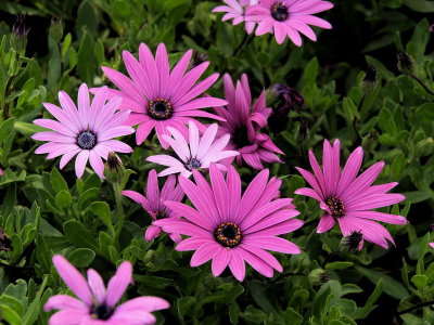 800daisy.jpg