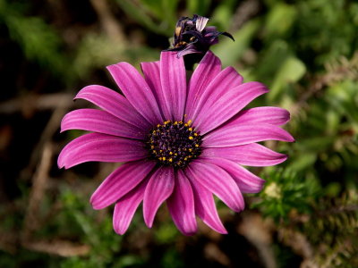 800daisy2.jpg