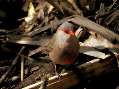 800Waxbillw3.jpg