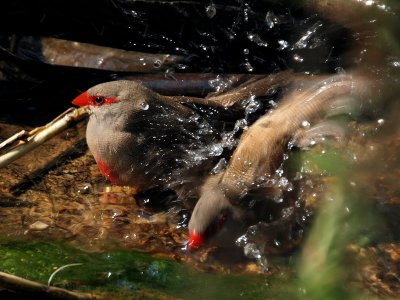 800waxbillw5.jpg