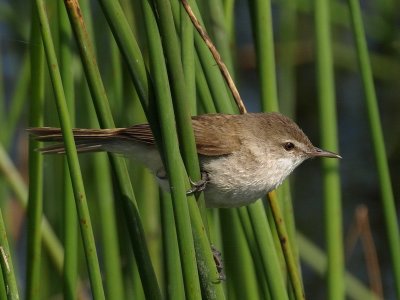 800Reed Warbler 3.jpg