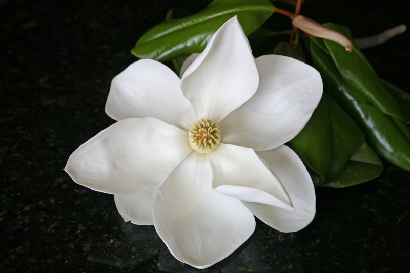 Magnolia 3
