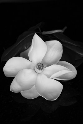 Magnolia 5